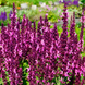Шавлія дібровна Censation Compact Bright Rose 0141 фото