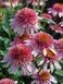 Ехінацея Purpurea butterfly kisses 0150 фото 3