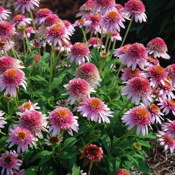 Ехінацея Purpurea butterfly kisses 0150 фото