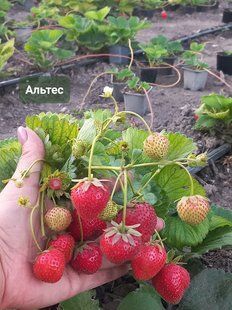 Суниця садова НСД Альтес 0145 фото