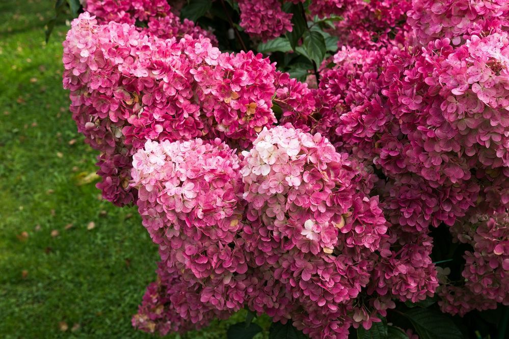 Гортензія волотиста Fraise melba (Фрейз Мельба) 0158 фото