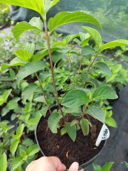 Гортензія волотиста Fraise melba (Фрейз Мельба) 0158 фото