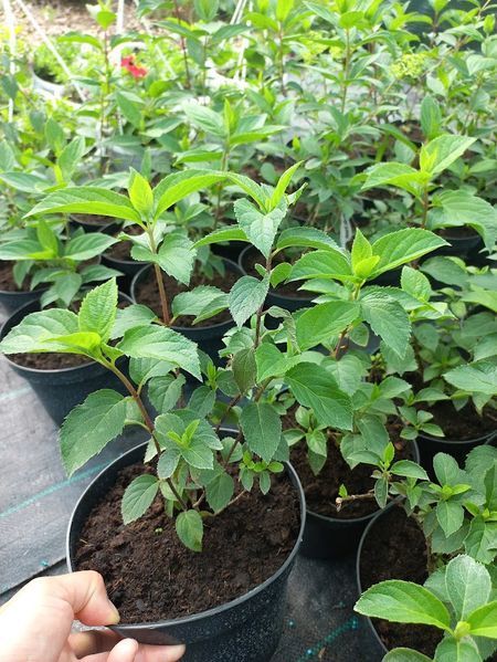 Гортензія волотиста Fraise melba (Фрейз Мельба) 0158 фото