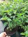 Гортензія волотиста Fraise melba (Фрейз Мельба) 0158 фото 3