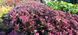 Седум грунтопокривний Plum Dazzled 0054 фото 2