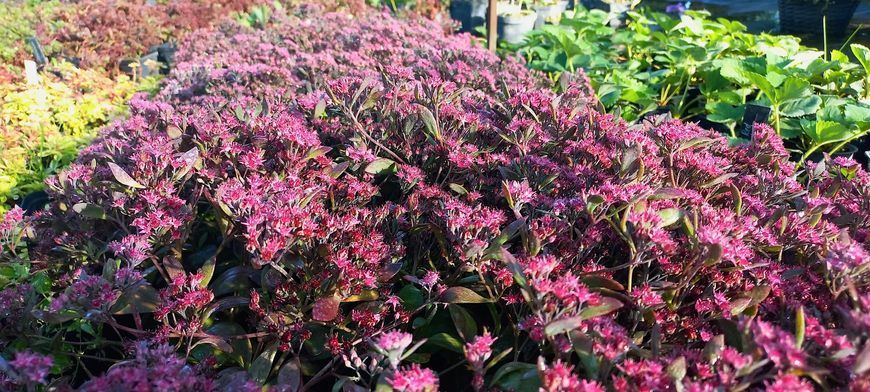 Седум грунтопокривний Plum Dazzled 0054 фото