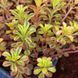 Седум грунтопокривний Mediadorfianum 0039 фото 4