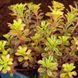 Седум грунтопокривний Mediadorfianum 0039 фото 2