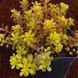 Седум грунтопокривний Mediadorfianum 0039 фото 5