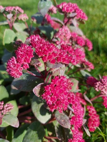 Седум Red cauli 0057 фото