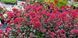 Седум Red cauli 0057 фото 4