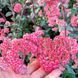 Седум Red cauli 0057 фото