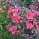 Седум Red cauli 0057 фото 2
