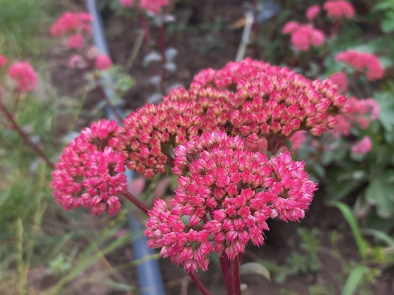Седум Red cauli 0057 фото