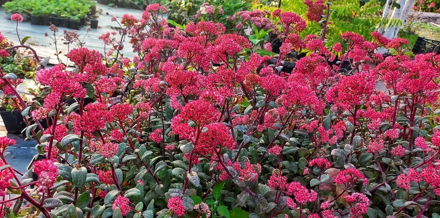 Седум Red cauli 0057 фото