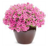 Супертунія міні віста Hot Pink 0166 фото