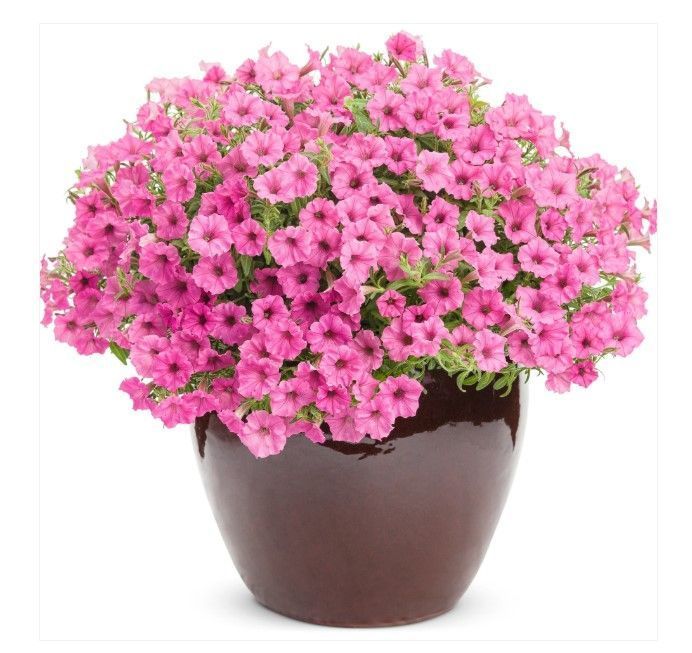 Супертунія міні віста Hot Pink 0166 фото