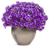 Петунія міні віста Blue violet 0168 фото