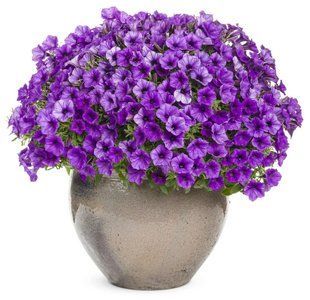 Петунія міні віста Blue violet 0168 фото