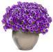 Петунія міні віста Blue violet 0168 фото