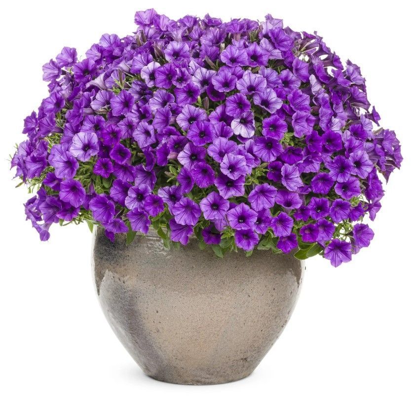 Петунія міні віста Blue violet 0168 фото
