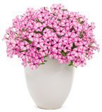 Петунія міні віста Pink Star 0170 фото