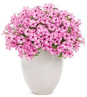 Петунія міні віста Pink Star 0170 фото