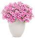 Петунія міні віста Pink Star 0170 фото
