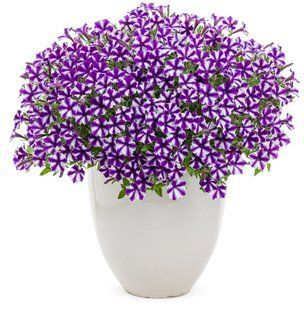 Петунія міні віста Violet star 0172 фото