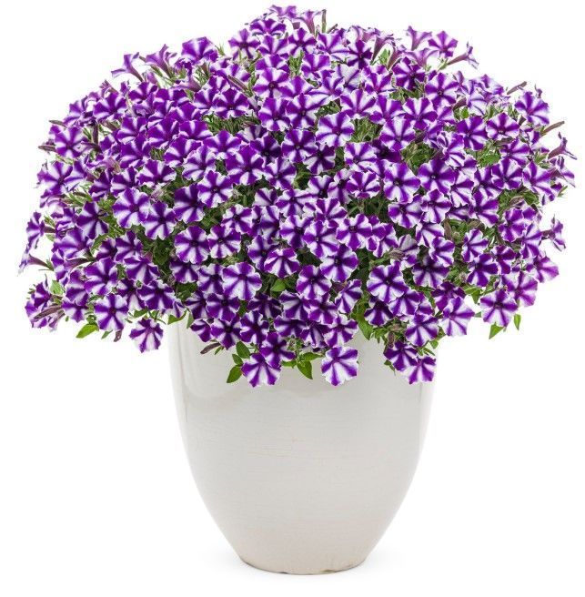 Петунія міні віста Violet star 0172 фото