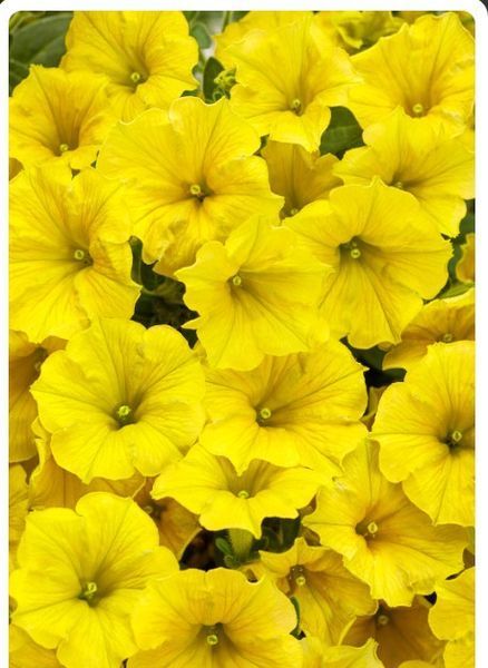 Петунія міні віста Yellow 0173 фото