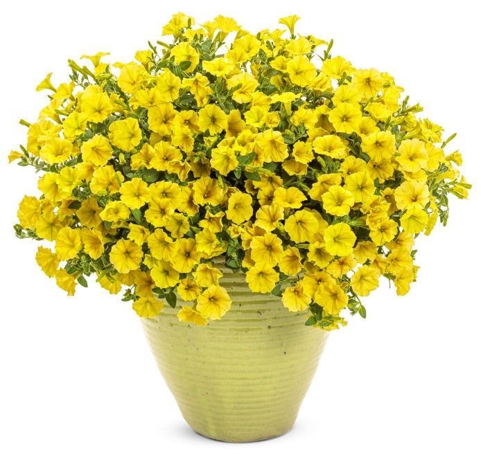 Петунія міні віста Yellow 0173 фото