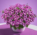 Супертунія віста Raspberry star 0175 фото