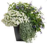 Супертунія віста Snowdrift 0176 фото