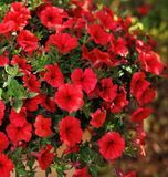 Супертунія віста Strawberry 0177 фото