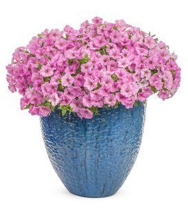 Супертунія віста Bubblegum 0181 фото