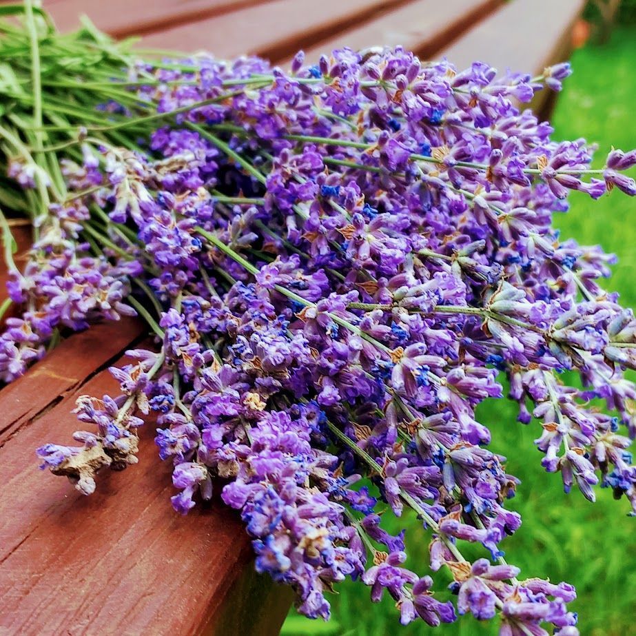 Лаванда Прованс 0024 фото