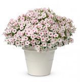 Супертунія віста Silverberry 0182 фото