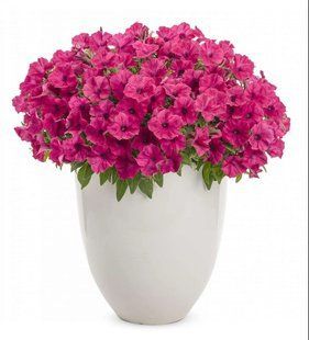 Супертунія віста Fuchsia 0184 фото