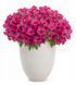 Супертунія віста Fuchsia 0184 фото
