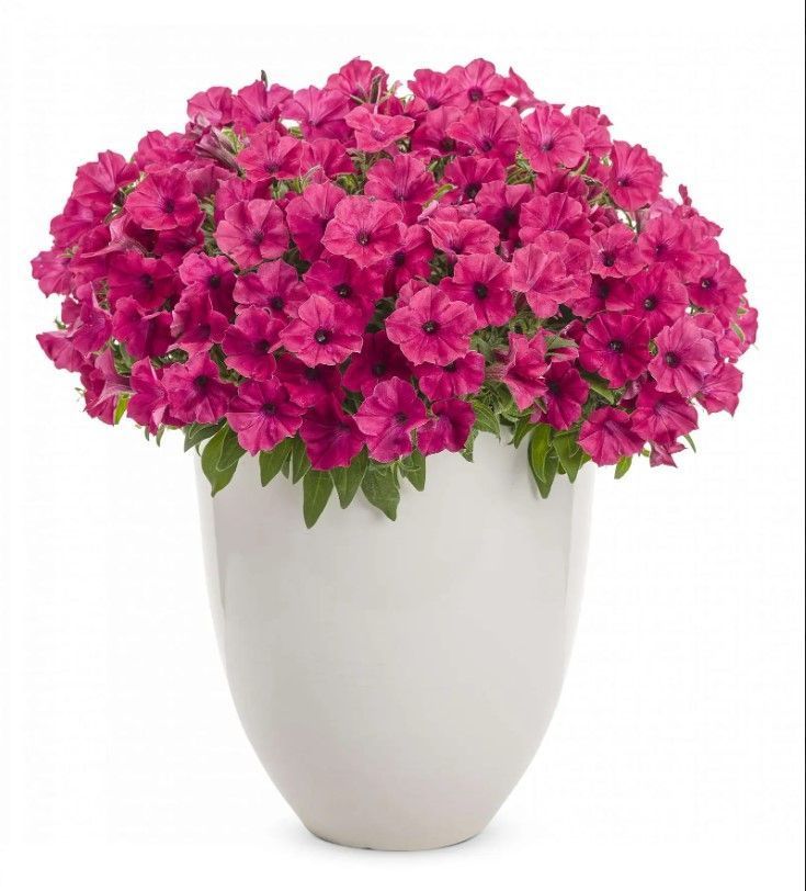 Супертунія віста Fuchsia 0184 фото