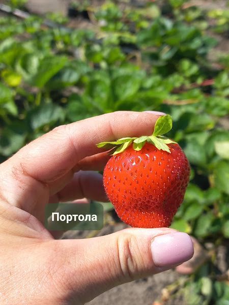Суниця НСД Портола 0070 фото