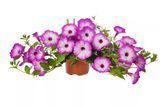 Petunia Garden Supreme Radian Rose 0186 фото