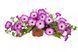 Petunia Garden Supreme Radian Rose 0186 фото