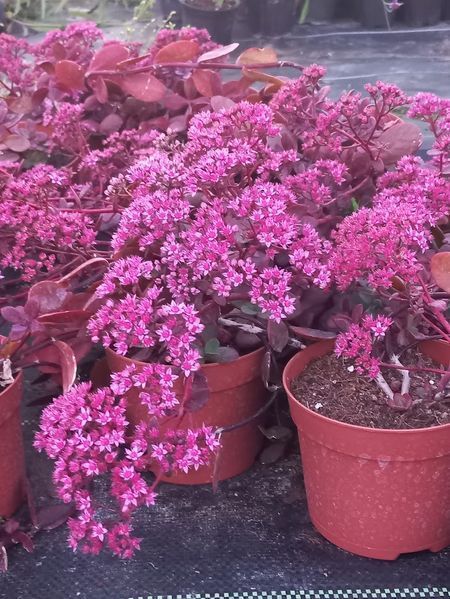 Седум грунтопокривний Cherry Tart 0130 фото