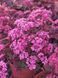 Седум грунтопокривний Cherry Tart 0130 фото