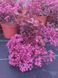 Седум грунтопокривний Cherry Tart 0130 фото 4