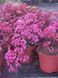 Седум грунтопокривний Cherry Tart 0130 фото 3
