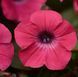 Петунія Tidal Wave Hot Pink 0196 фото