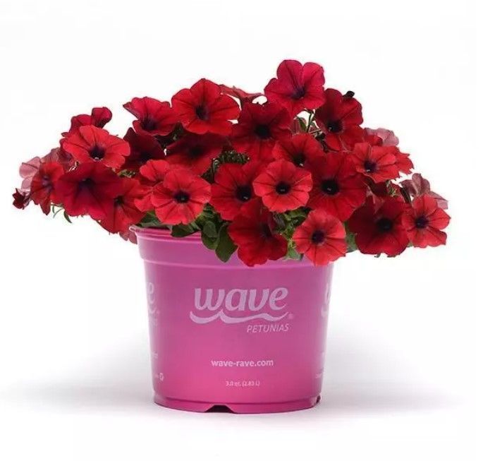 Петунія Tidal Wave Red Velour 0197 фото